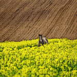 Medieval Yeoman: A Skilled Farmer and Defender of the Realm 7 fief land lord manor