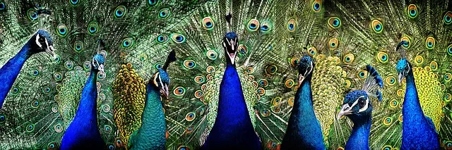 10 Bizarre Medieval Jobs That Actually Existed 5 peacock g64720d91d 640