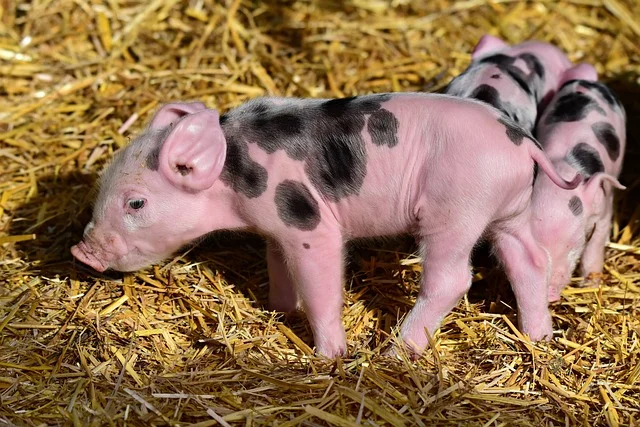 10 Bizarre Medieval Jobs That Actually Existed 9 piglet g84daee381 640