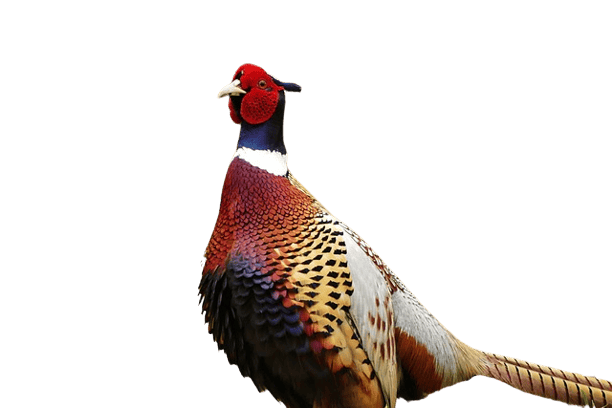 Medieval Cooks: Feeding Lords, Ladies & Soldiers 7 pheasant g7c25b0edd 640 removebg preview