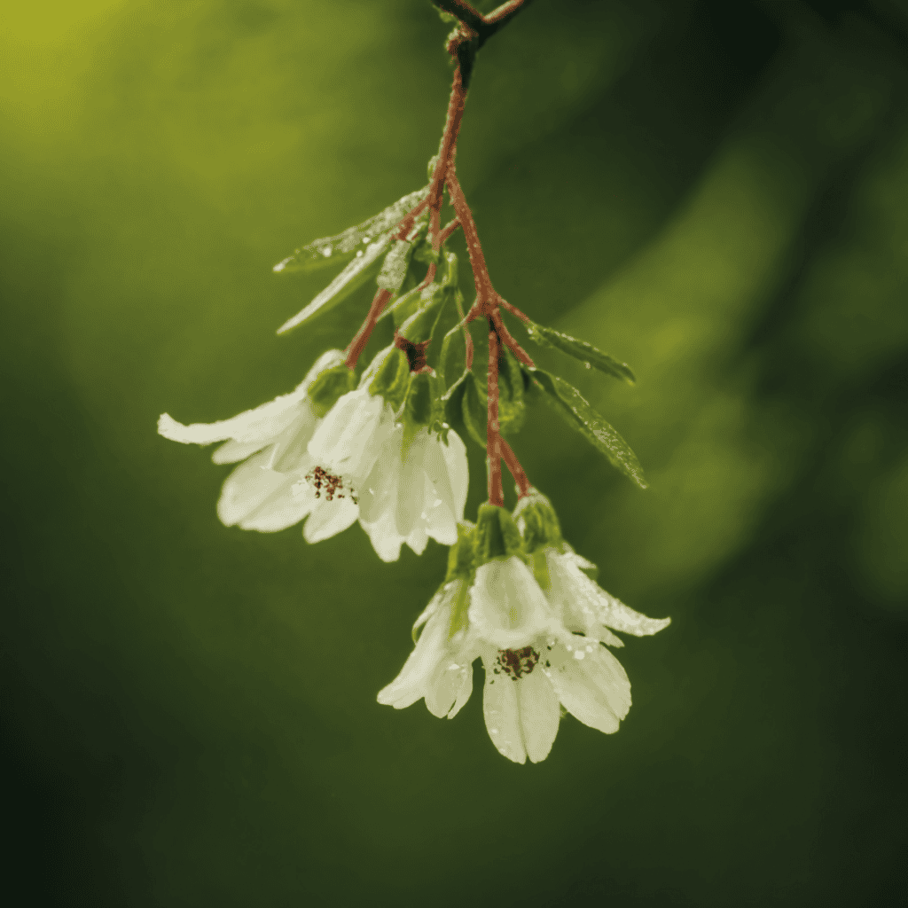 Norse Myth: The Mistletoe of Baldur's Demise 3 Mistletoe