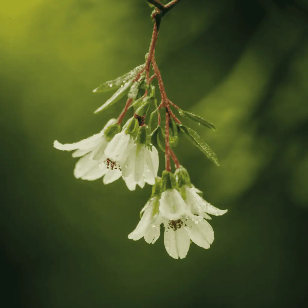 Unraveling the Norse Myth: The Mistletoe of Baldur's Demise 3 Mistletoe