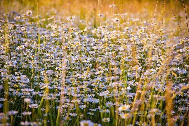 Medieval Herbs & Remedies 1 chamomile 1261796 640