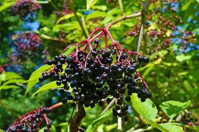 Medieval Herbs & Remedies 7 elder 1595360 640