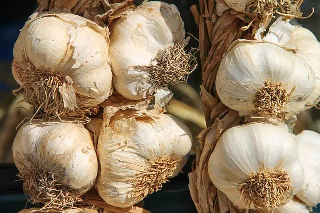 Medieval Herbs & Remedies 4 garlic 3747176 640