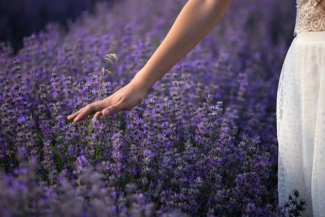 Medieval Herbs & Remedies 2 lavender 3576129 640