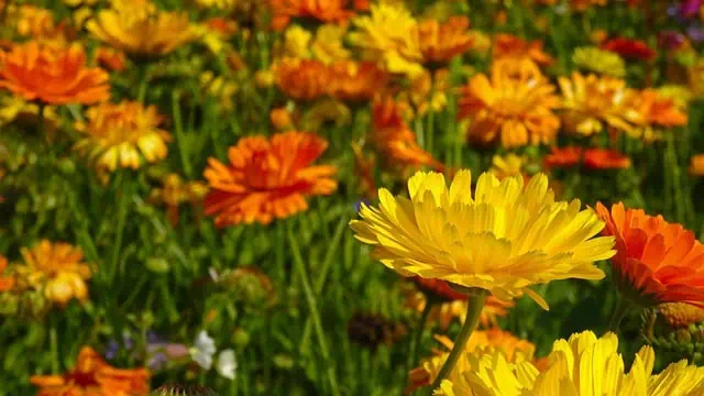 Medieval Herbs & Remedies 10 marigolds 555811 640