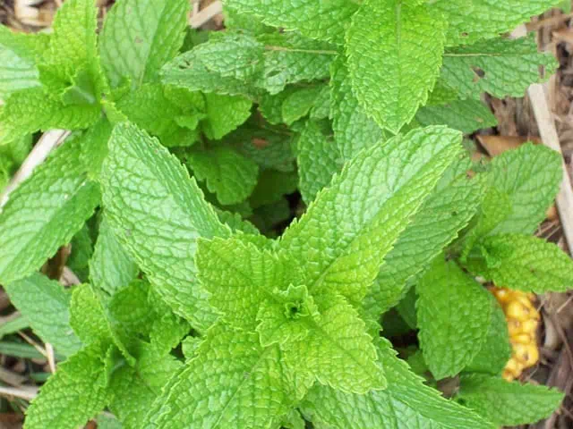 Medieval Herbs & Remedies 8 mint 83061 640