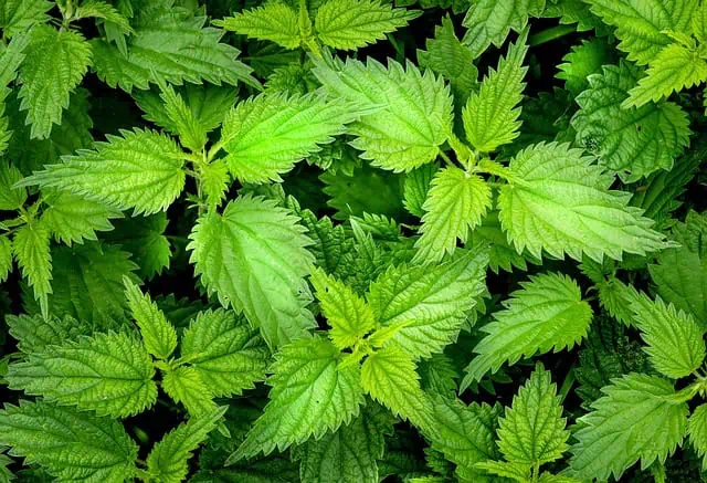 Medieval Herbs & Remedies 6 nettle 2564588 640