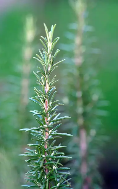 Medieval Herbs & Remedies 5 rosemary 7758734 640