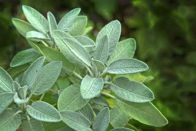 Medieval Herbs & Remedies 3 sage 3572718 640