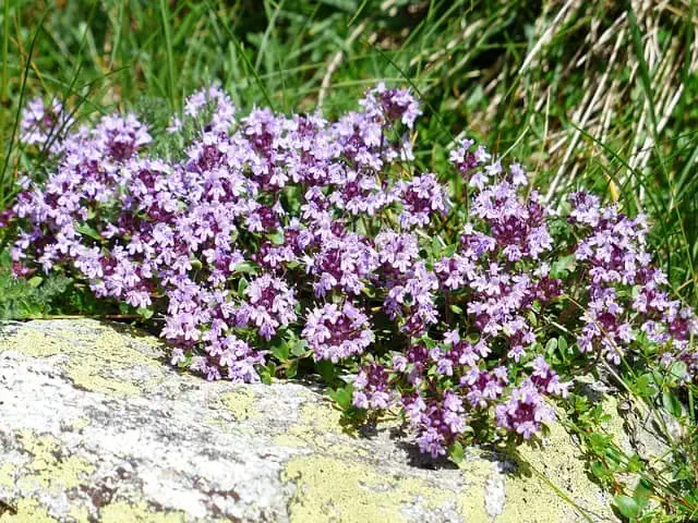 Medieval Herbs & Remedies 9 thyme 177261 640